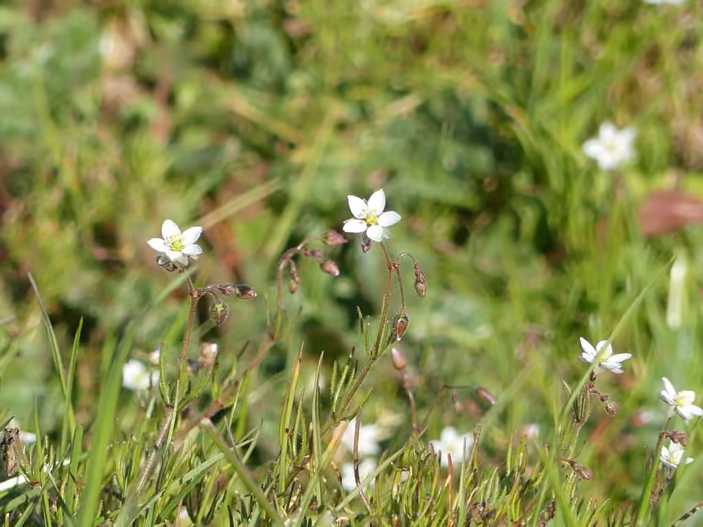 Spargoute des champs, photo 1 sur 5