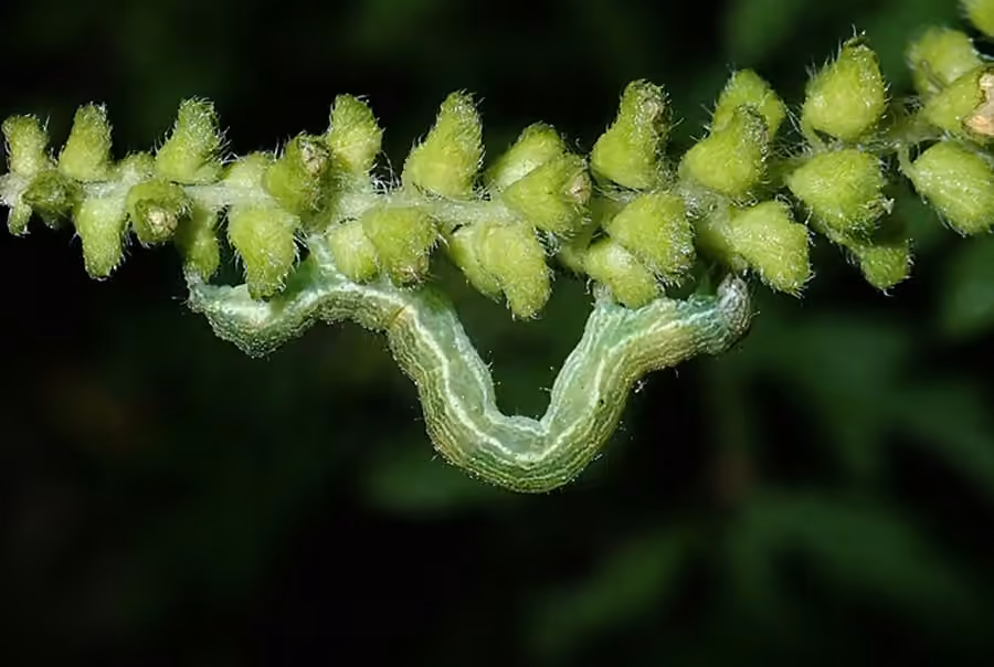 Olive-shaded Bird-dropping Moth
