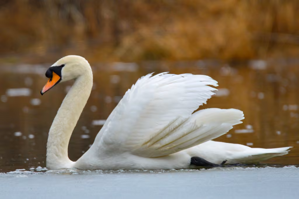 Mute Swan, photo 1 of 5