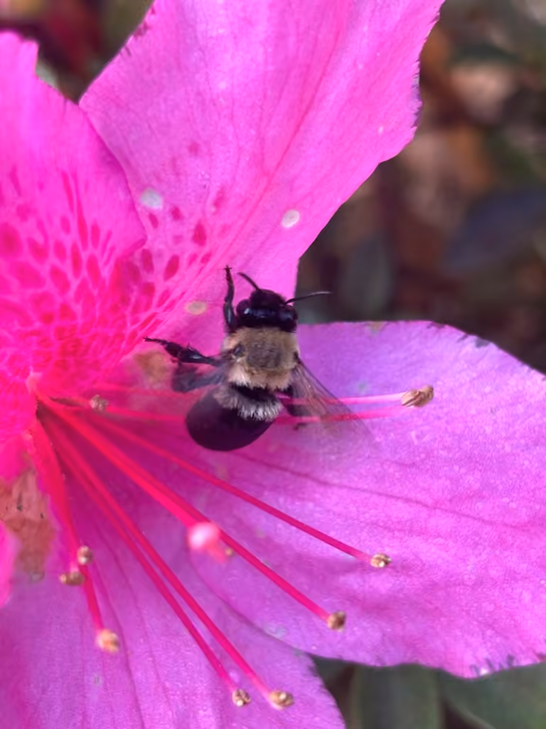 Blueberry Digger Bee, Femelle