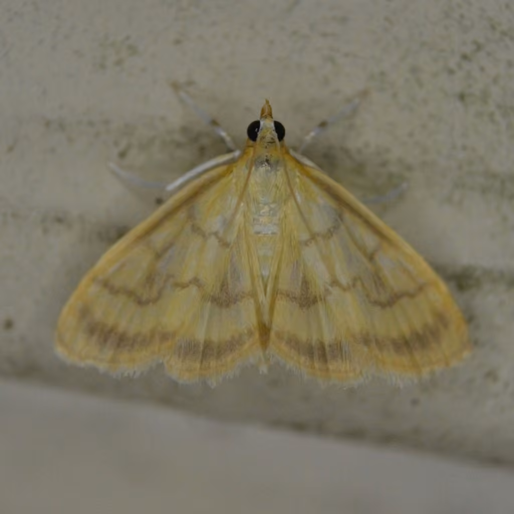 Pale-winged Crocidophora Moth