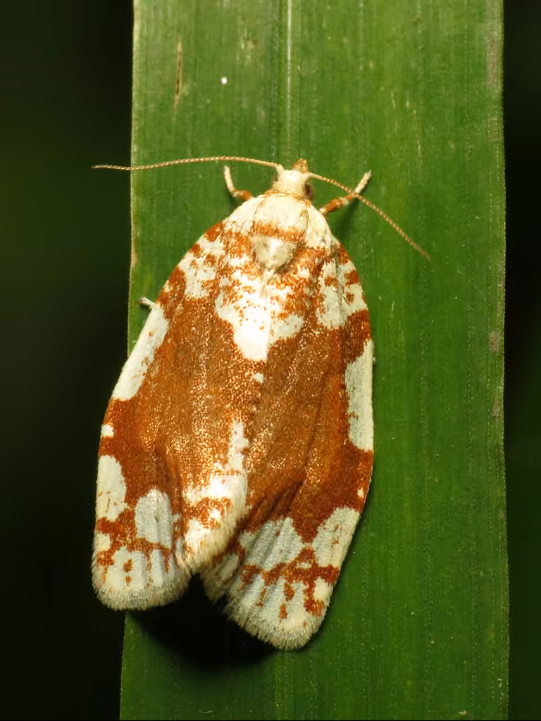 White-spotted Leafroller Moth