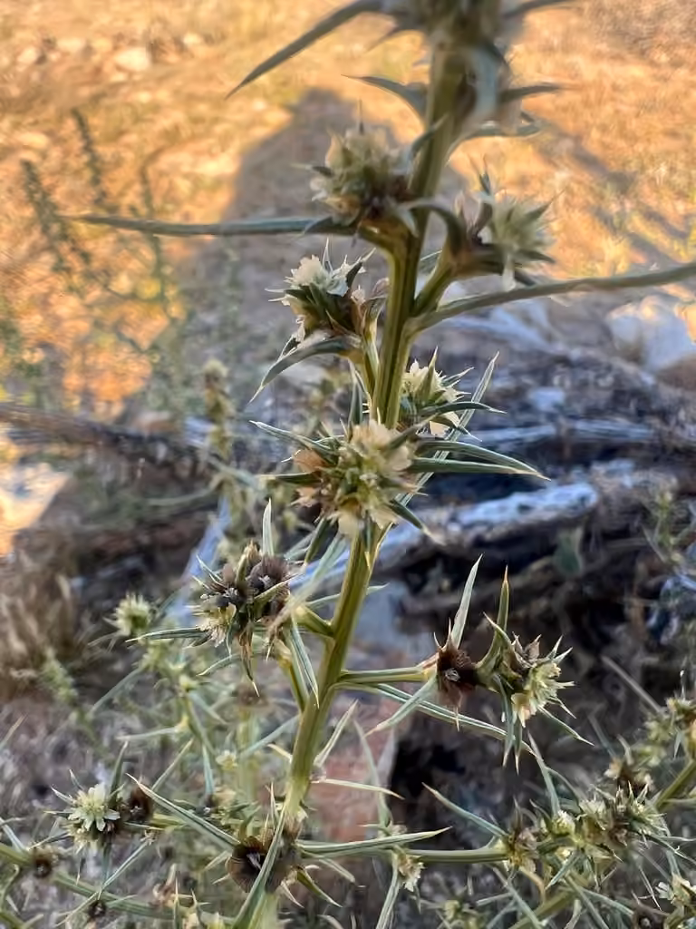 Soude roulante, En fleurs