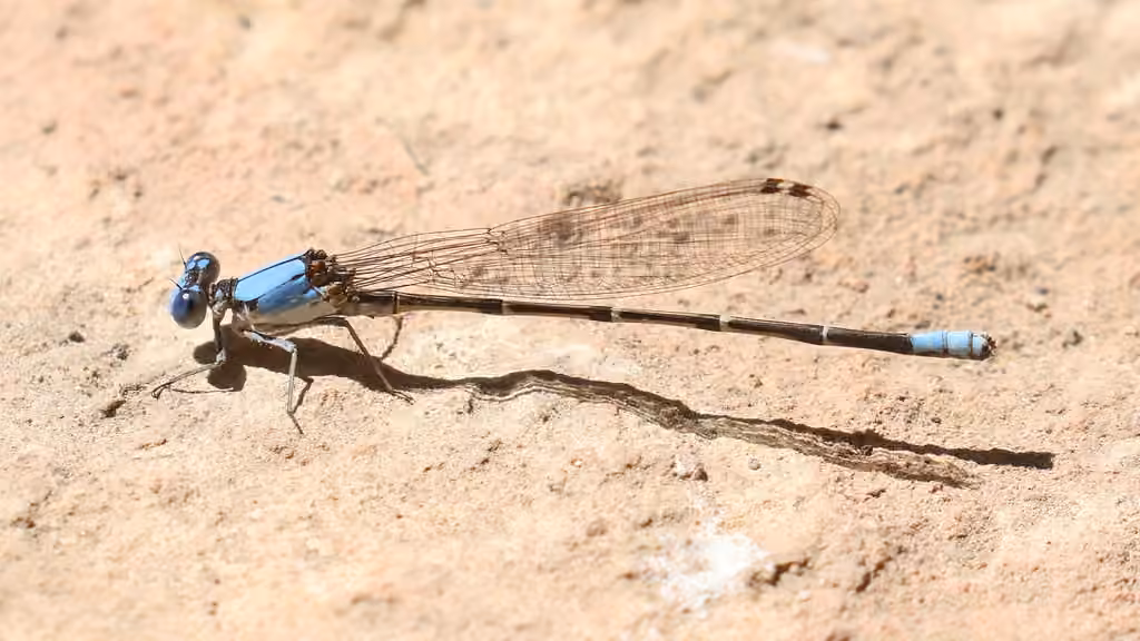 Blue-fronted Dancer, Male