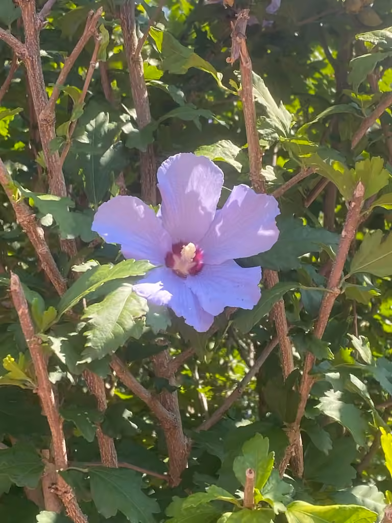 Ketmie des jardins, En fleurs
