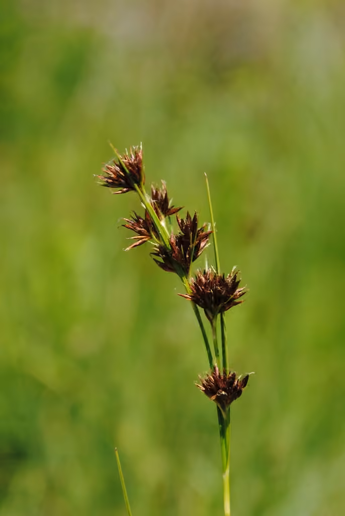 Rhynchospore à petites têtes