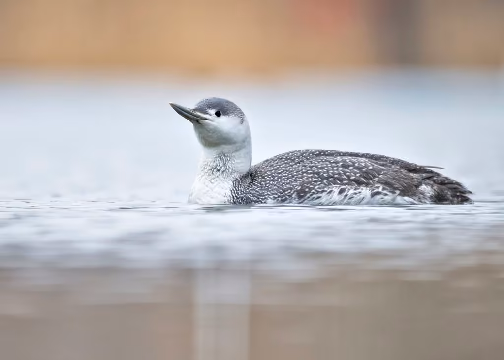 Red-throated Diver, photo 3 of 5