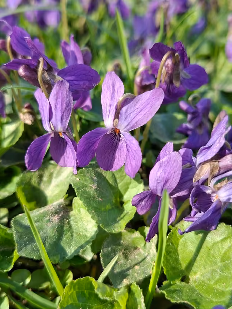 Violette odorante, En fleurs