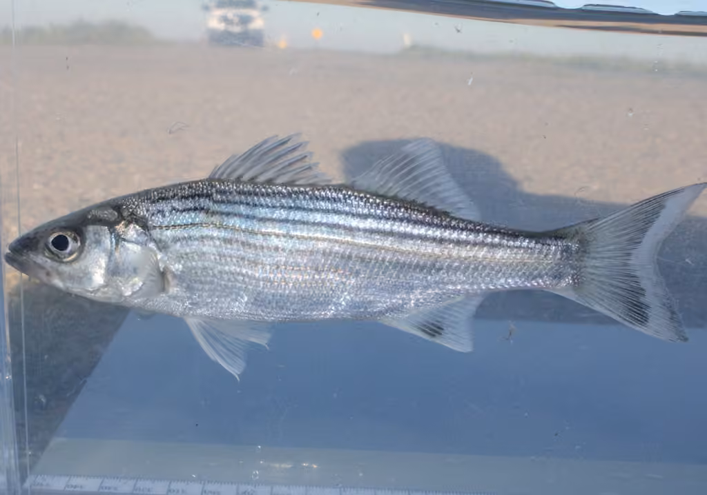 Striped Bass, Juvenile