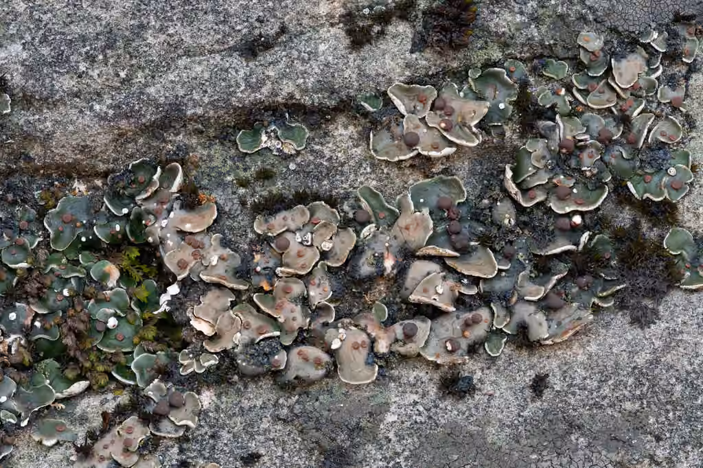 Bordered scale lichen, photo 3 of 5