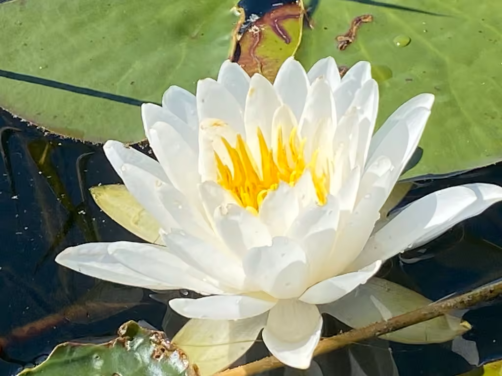 American white waterlily, Flower buds