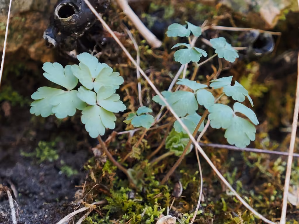 Ancolie du Canada, Sans fleurs ni fruits