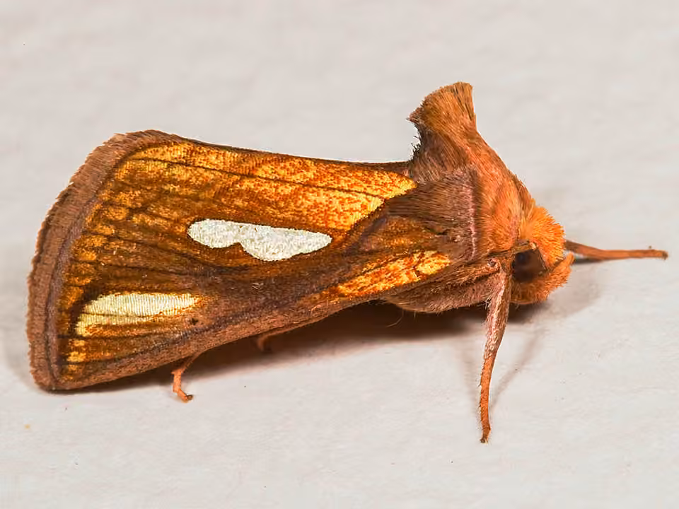 Connected Looper Moth