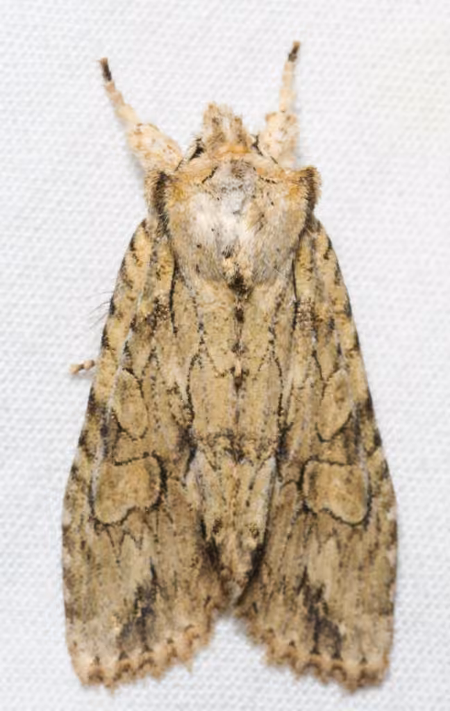 Dashed Gray Pinion, Adulte