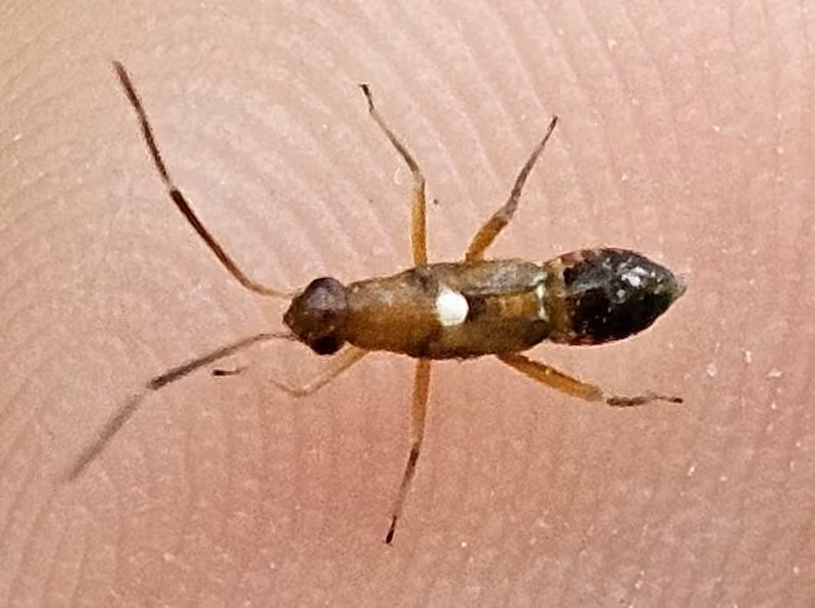 Eastern Regal Oak Mirid, Nymphe