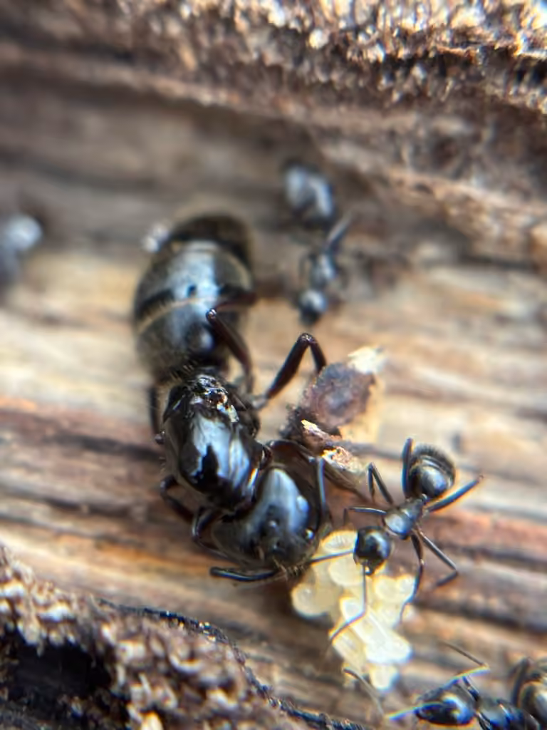 Fourmi noire gâte-bois, Larve