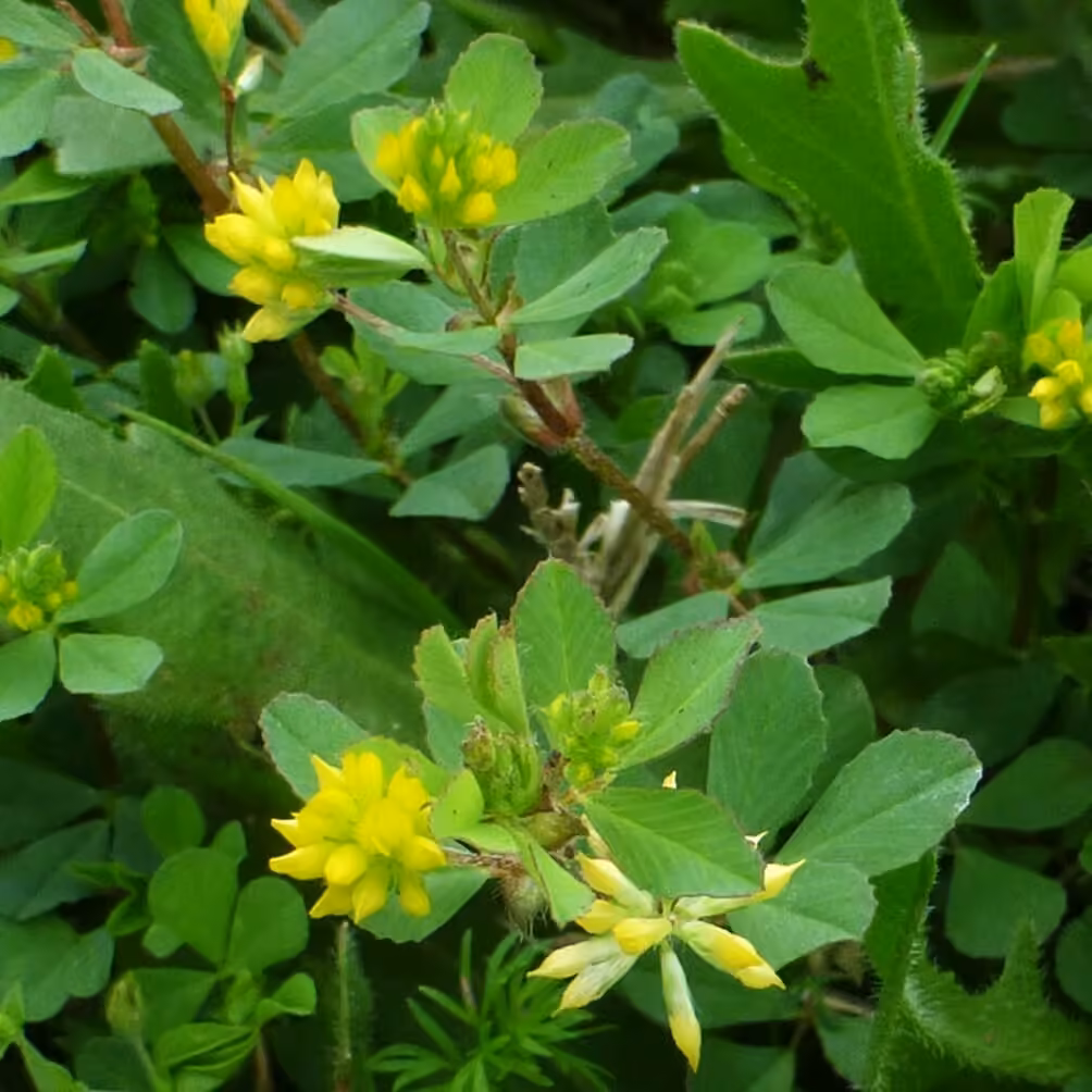 Petit trèfle jaune, En fleurs