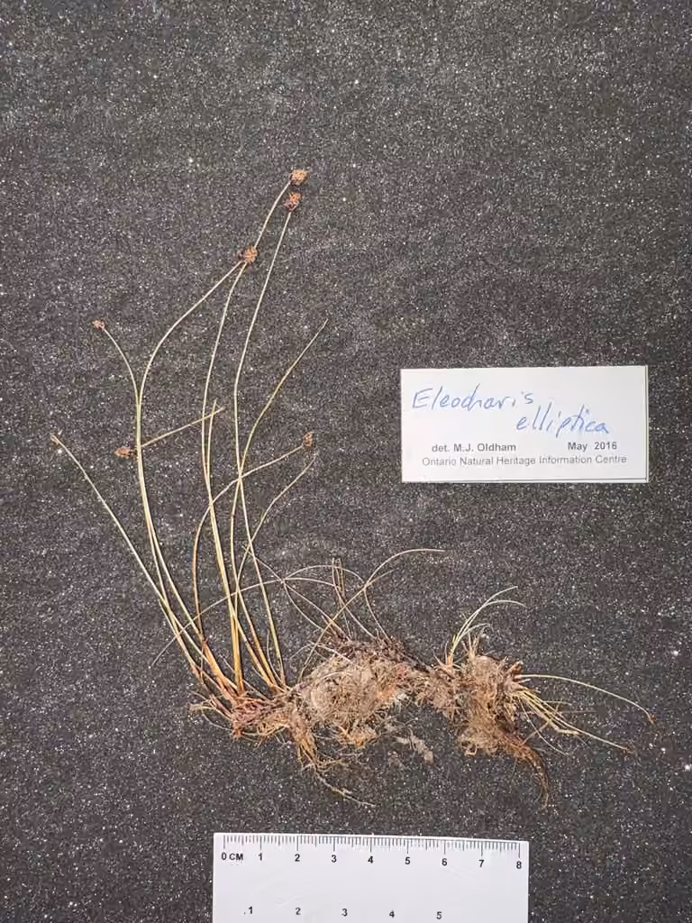 Éléocharide elliptique, En fleurs