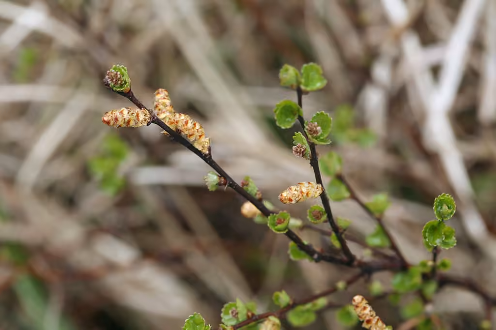 Bog birch, photo 1 of 5