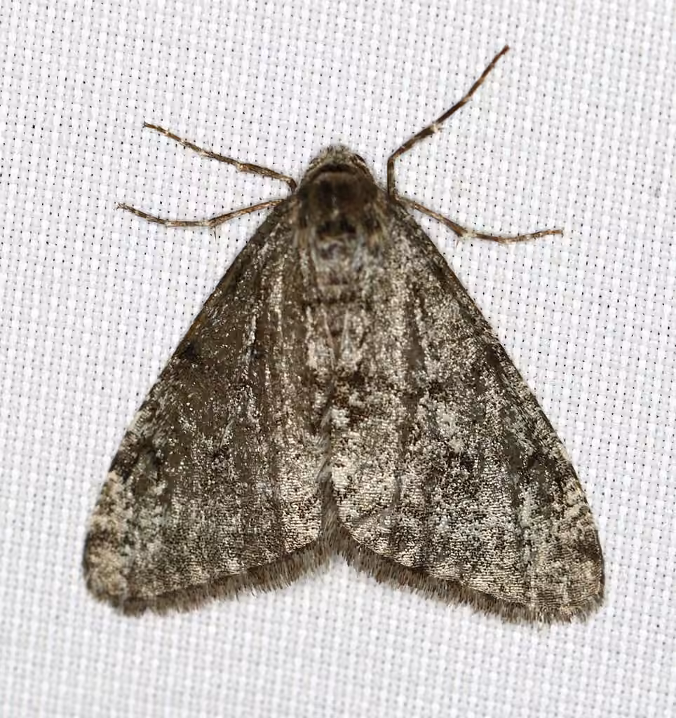 Small Phigalia Moth, Mâle