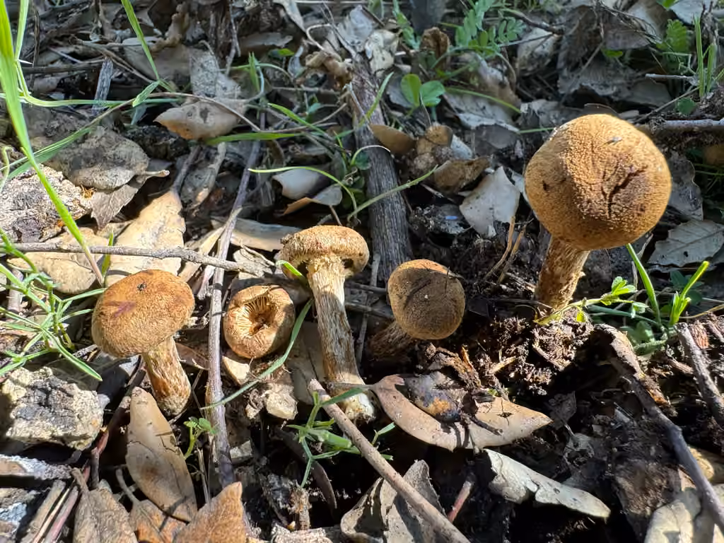 Inocybe doux amer, photo 3 sur 5