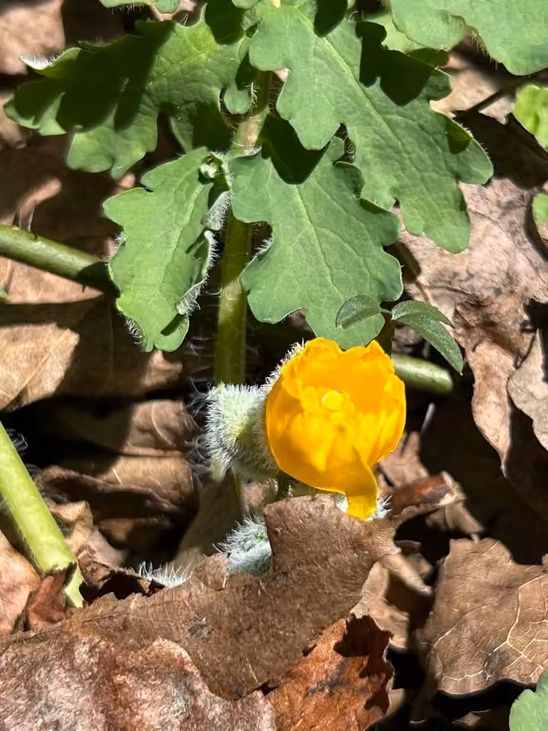 Celandine poppy, Flower buds