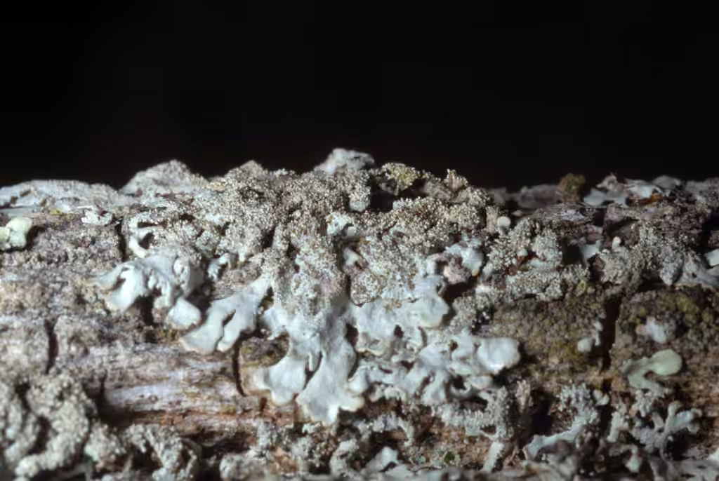 Salted Starburst Lichen, photo 3 of 5