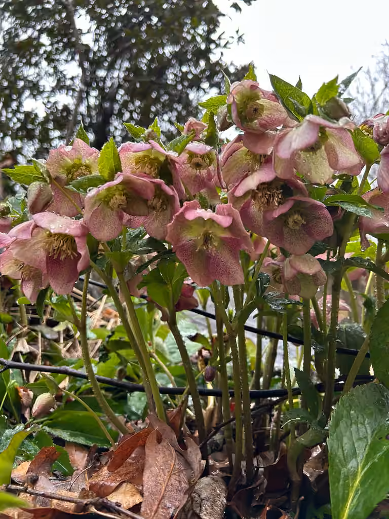 Lenten-rose, In flower