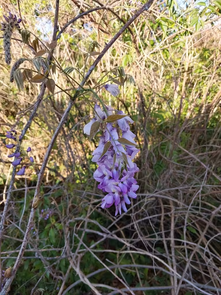 Chinese wisteria, In flower