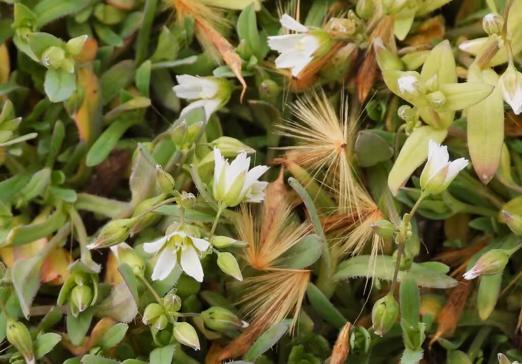 Jagged chickweed, In flower