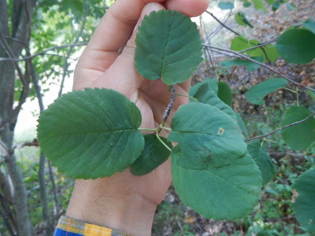 Low serviceberry