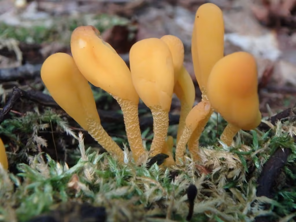 Microglosse roux, photo 3 sur 5