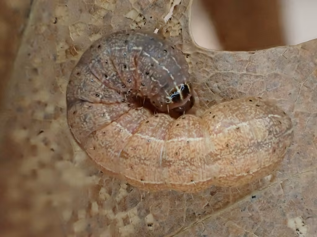 Disparaged Arches Moth, Chenille