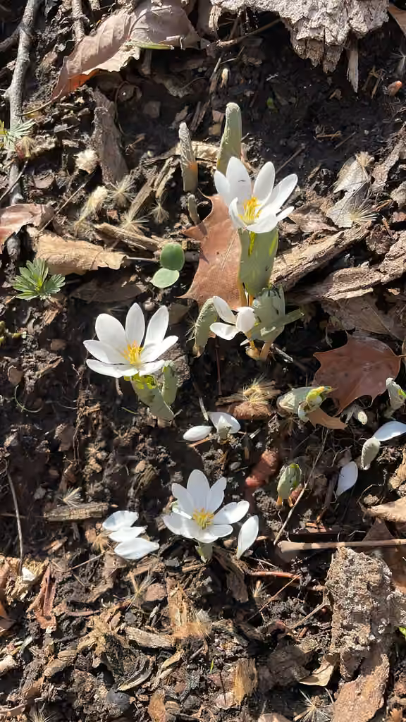 Bloodroot, In flower