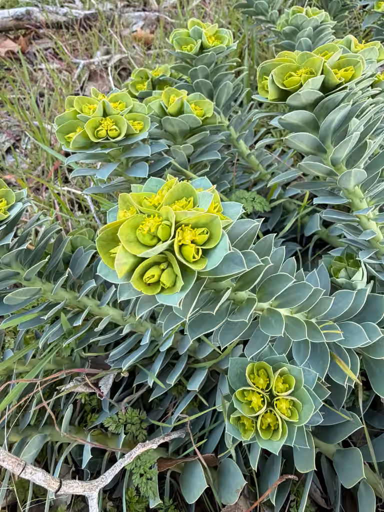 Euphorbe de Corse, En fleurs