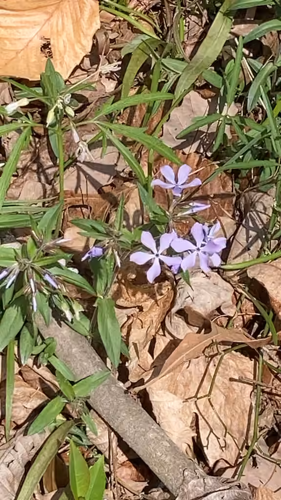 Phlox divariqué, En fleurs