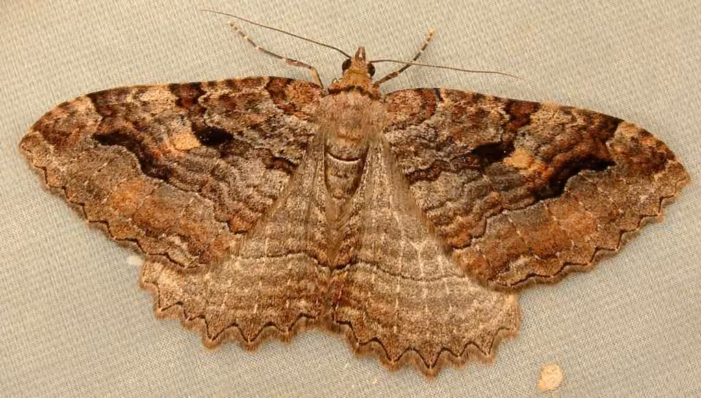 Tissue Moth, photo 1 sur 5