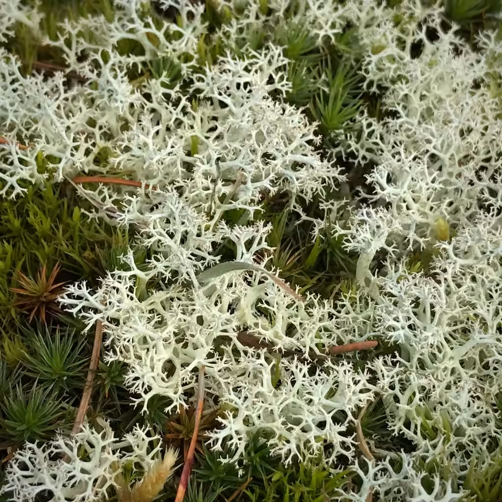 Cladonie crème, photo 1 sur 5