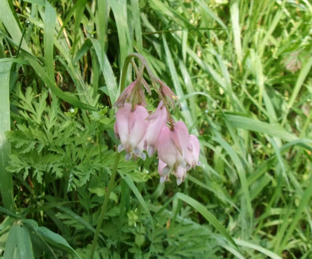 Dicentre à belles fleurs, En fleurs