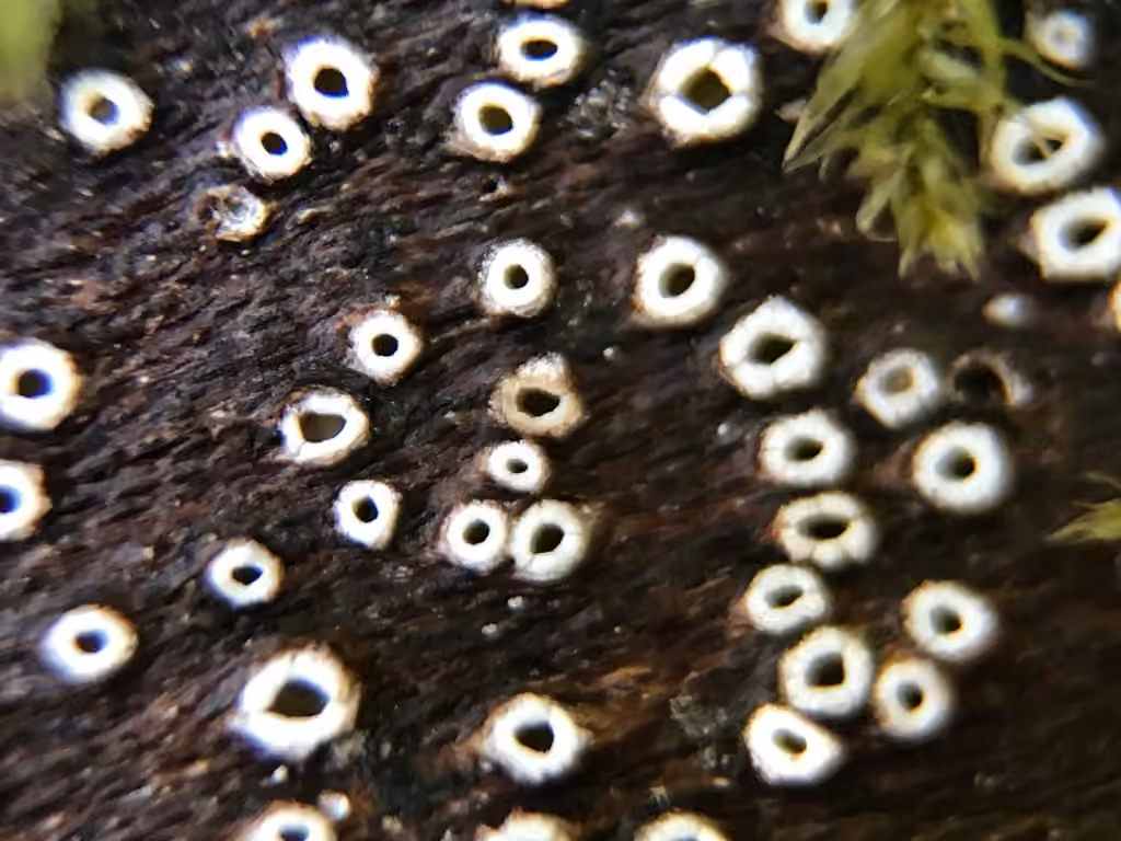 Stictis radiata, photo 3 sur 5
