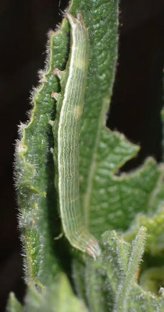 Fine-lined Sallow, Chenille