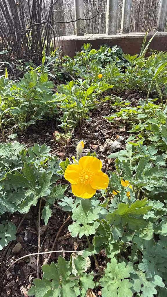 Celandine poppy, In flower