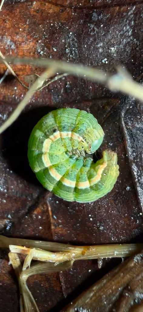Snowy Dart, Chenille