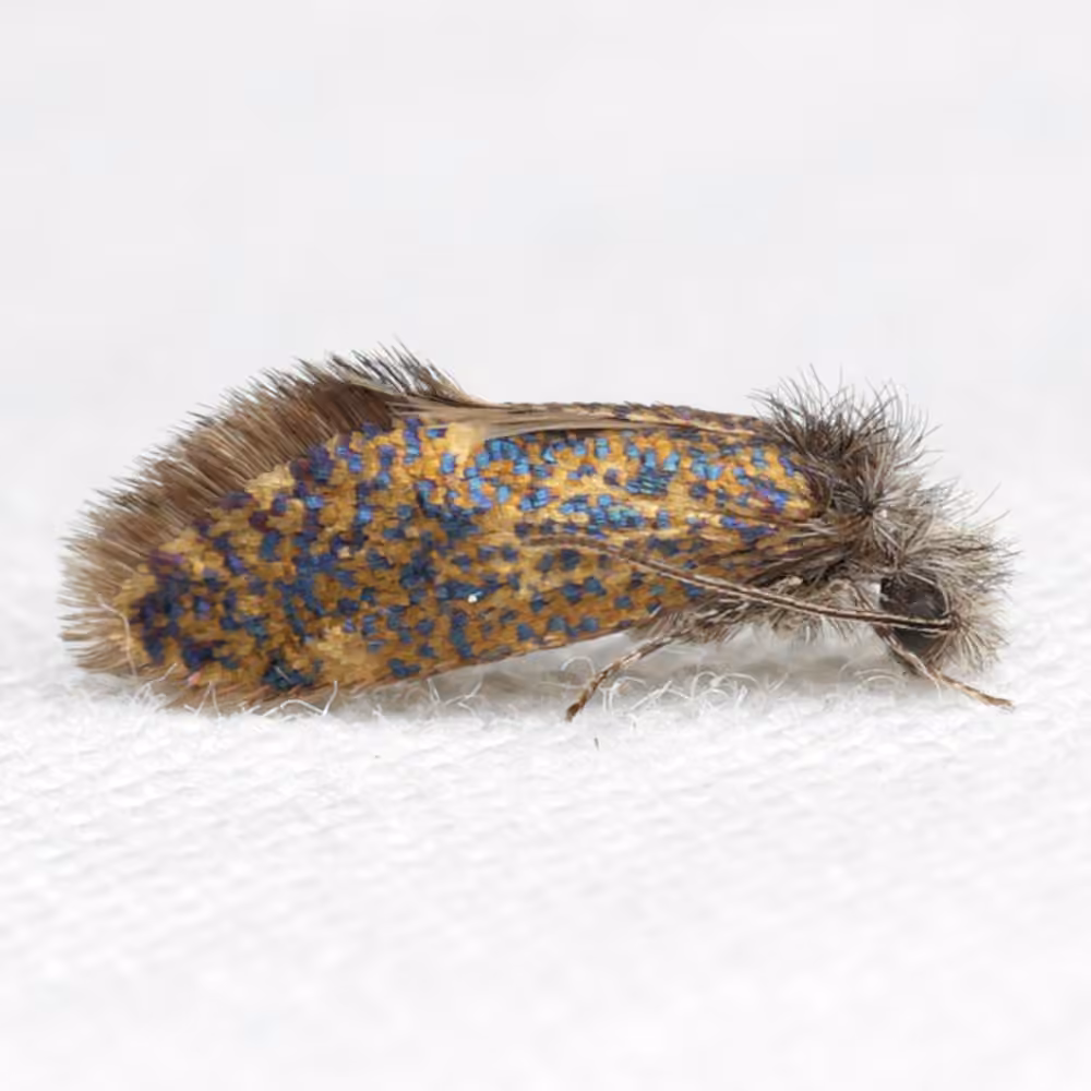 Chinquapin Leafminer Moth, Adult