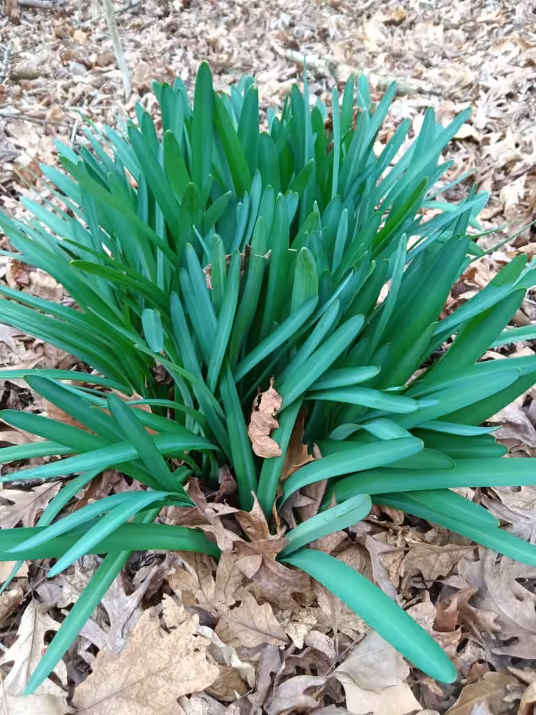Resurrection lily, Sans fleurs ni fruits