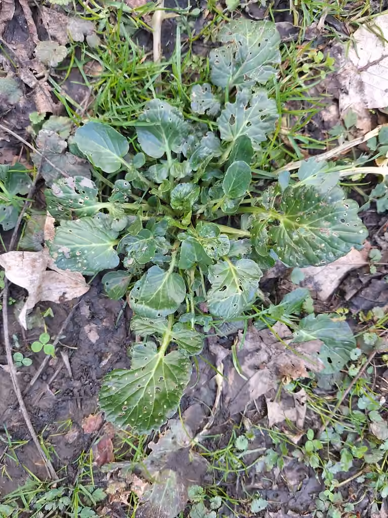Barbarée vulgaire, Sans fleurs ni fruits