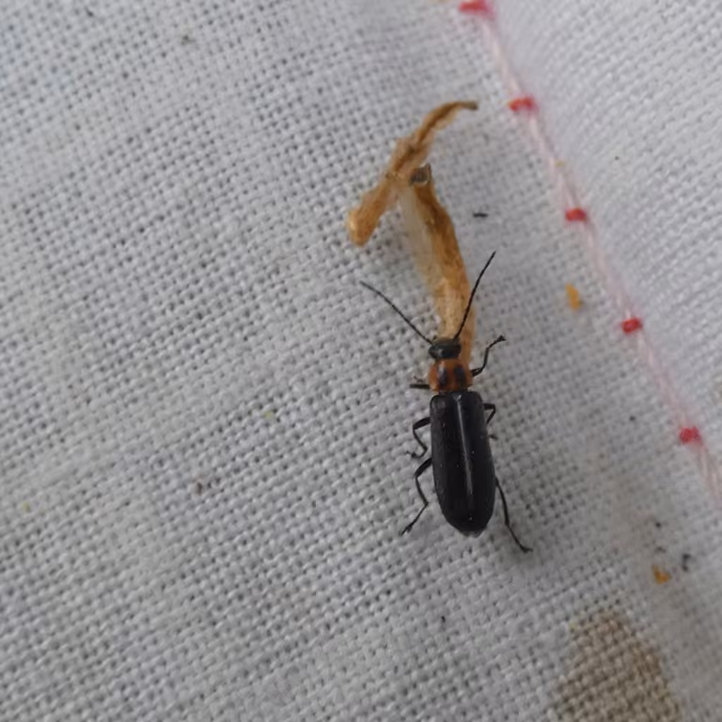 Mélandrye variable