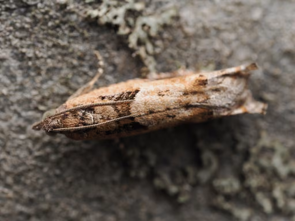 Pseudexentera sepia, Adulte