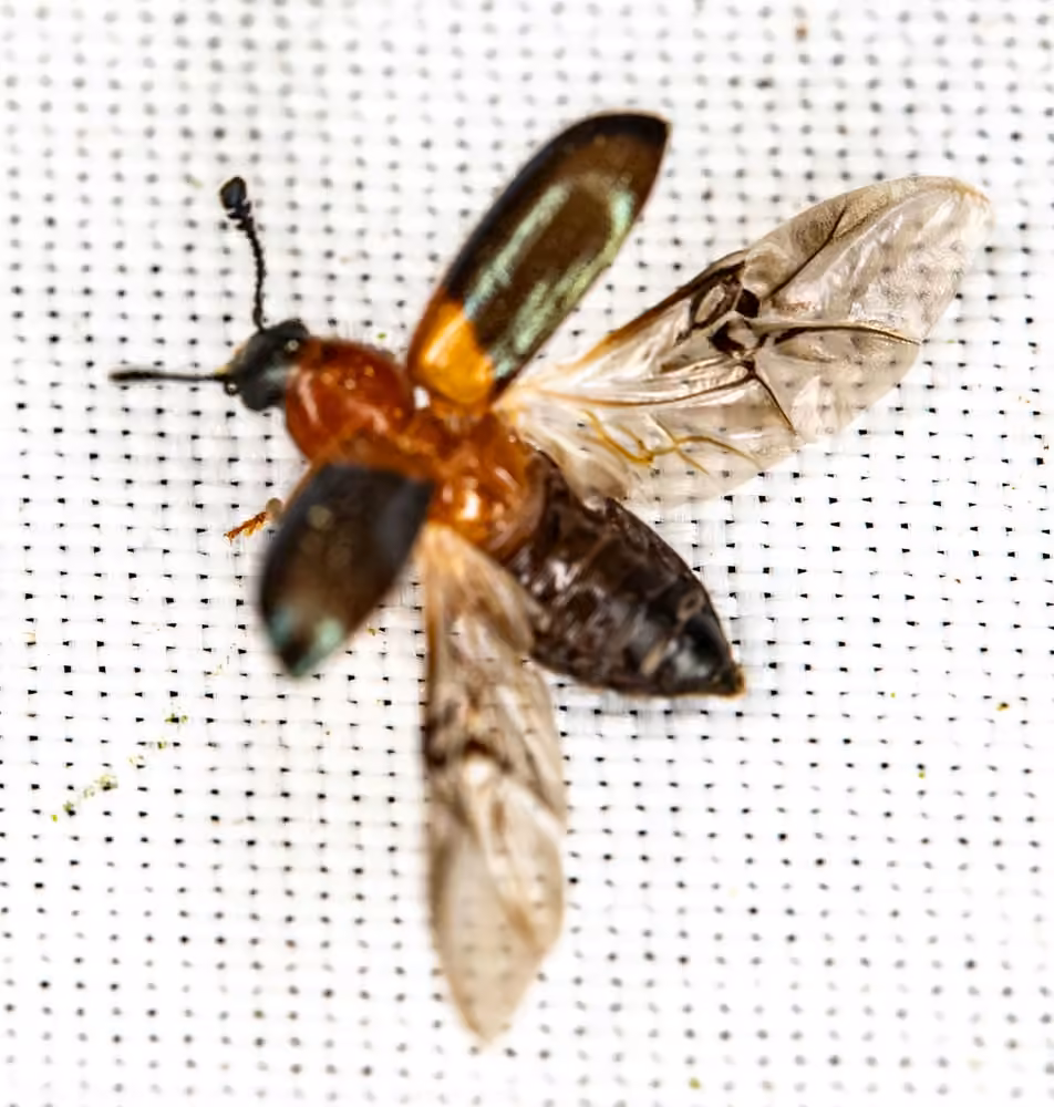 Redshouldered ham beetle, Adult