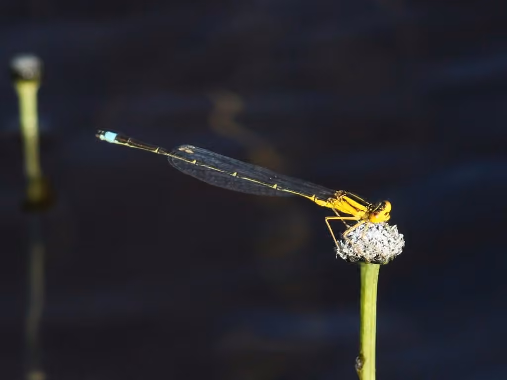 Agrion Vespéral, Mâle